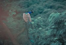 Revamp Your Style: Unleashing the Power of Vintage-Inspired Fashion Trends