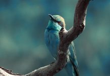 Unveil the Majestic Plumage of a Peacock Dance with Colors and Wonder