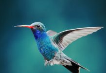 Behold the Enchanting Hummingbird, Nature’s Delicate and Dazzling Jewel