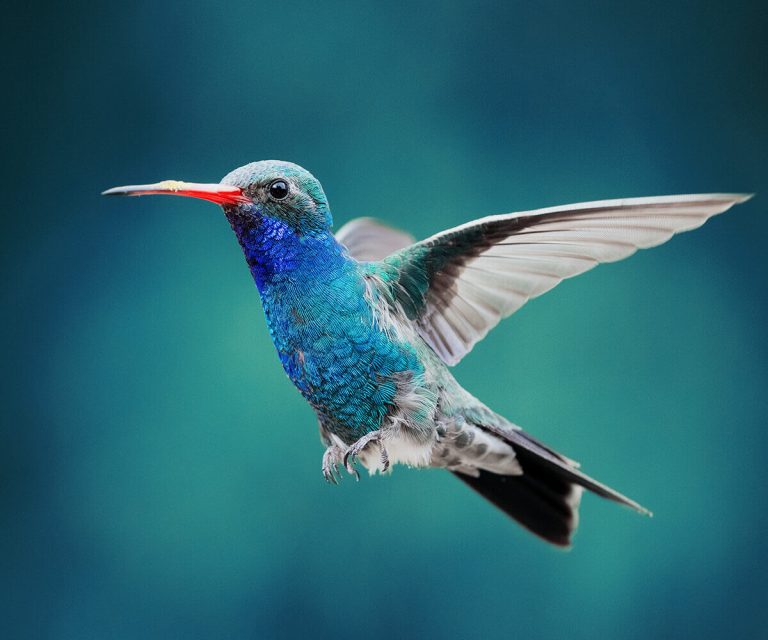Behold the Enchanting Hummingbird, Nature’s Delicate and Dazzling Jewel Behold the Enchanting Hummingbird, Nature’s Delicate and Dazzling Jewel