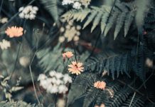 Can You Identify These Rare Plants? Test Your Botanical Knowledge and Impress!